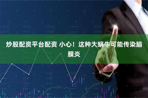 炒股配资平台配资 小心！这种大蜗牛可能传染脑膜炎
